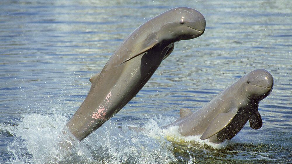 Irrawaddy dolphins in Kratie