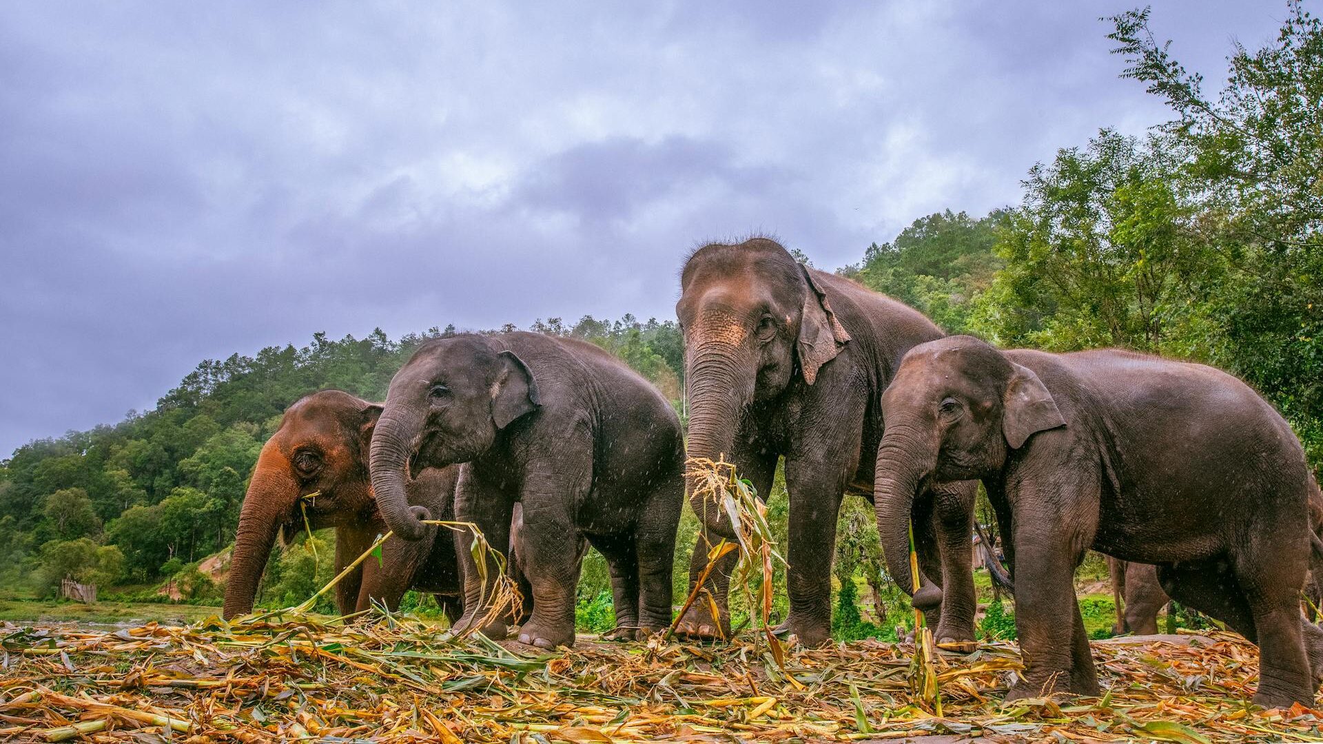 Elephants in Lumphat Wildlife Sanctuary